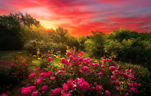 A vibrant garden scene at sunset with bright pink roses in the foreground, green trees and shrubs, and a dramatic red, orange, and pink sky.