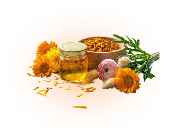 Calendula
